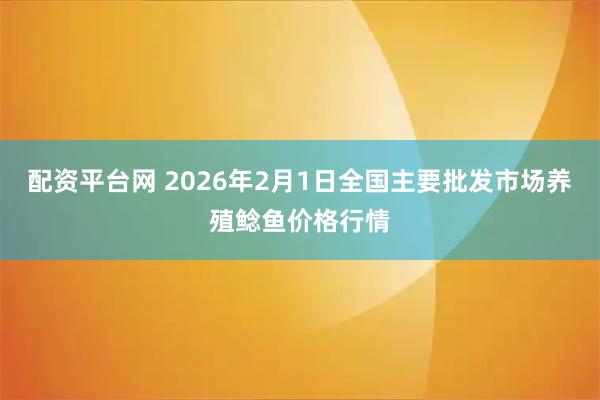 配资平台网 2026年2月1日全国主要批发市场养殖鲶鱼价格行情